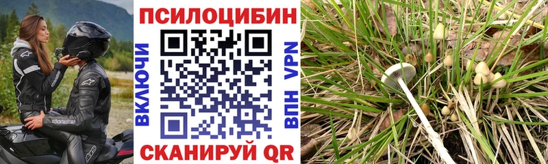 Псилоцибиновые грибы Psilocybine cubensis  купить  цена  Правдинск 